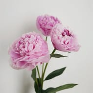 Bouquet de 3 pivoines