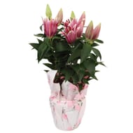 Lys Pot 19 corolle