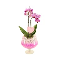 Verre Candice - verrerie + phalaenopsis p09