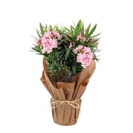 Laurier rose fête pot 18