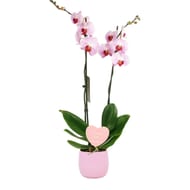 Composition orchidée duchesse