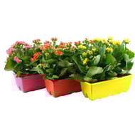 Kalanchoe jardinière 27 cm
