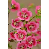 Anisodontea el rayo C4/4.5