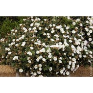 Convolvulus varies c4/4,5