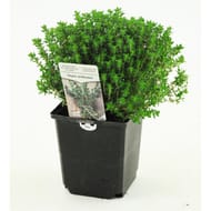 Thym ordinaire pot 1 litre
