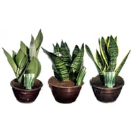 Sanseveria coupe 20 cm couleur bronze ou blanche touffe