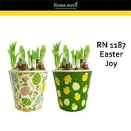 Jonquilles tete a tete p12 couvre pot