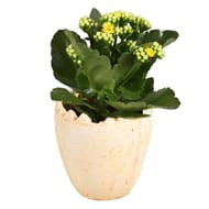 Kalanchoe céramique oeuf de pâques