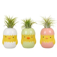Tillandsia pot chicky