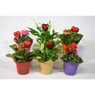 Mix plantes fleuries couvre pot