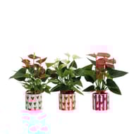 Mix anthurium pot céramique noura