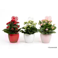 Kalanchoe pot céramique