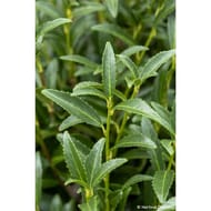 Prunus laurocerasus forme erigee c4/c4,5