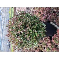 Lonicera nitida garden clouds c4/c4,5
