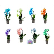Orchidee phalaenopsis teinte 1 tige cascade
