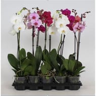Phalaenopsis 1 tige pot de 12 cm hauteur 55/75cm