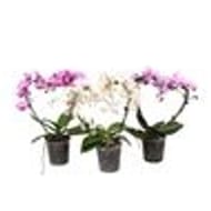 Phalaenopsis en forme de coeur