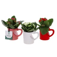 Kalanchoé tasse pot décor