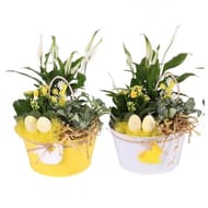 Composition  2 plantes dans un pot decor en forme d'oeuf