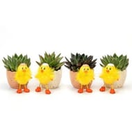 Poussins avec echeveria