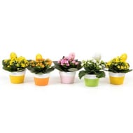 Kalanchoé pot décor