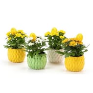Chrysanthème pot décor