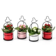 Kalanchoé dans un pot décor