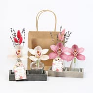 Cymbidium plateau bois + verre 2 fleurons