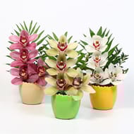 Cymbidium céramique oeufs