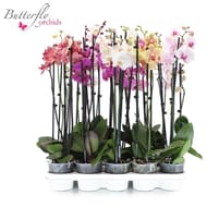 Phalaenopsis 3 tiges mix