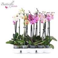 Phalaenopsis 2 tiges mix