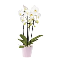 Avalanche - céramique - phalaenopsis cascade pot 12