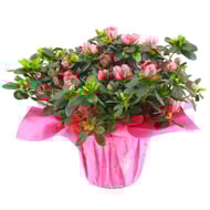 Azalée pot 14 fleuriste
