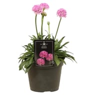 Armeria Sweet dreams p15