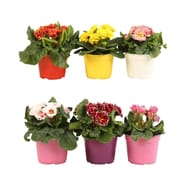Primula ruben's p14
