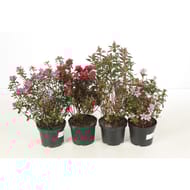 Azalea japonica c2l