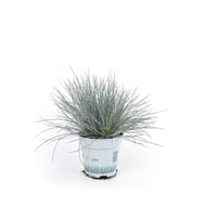Festuca glauca compact blue p10.5