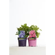 Hydrangea pot coloré
