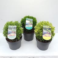 Euonymus mix boule C 5L 20/+