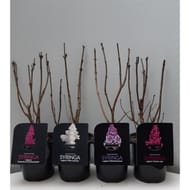 Syringa vulgaris mix C 2L 30/40 3/4 branches