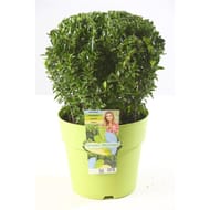 Euonymus Green Wonder boule C 5L  25/+
