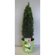 Euonymus Green Wonder pyramide C 5L  40/+