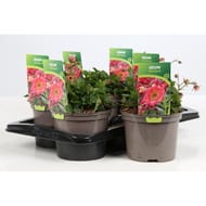 Geum mix C 2L