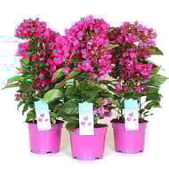Bougainvillea vera deep purple mix pyramide p17 60/+ cm