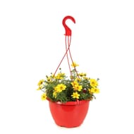 Bidens pot suspension 25 cm