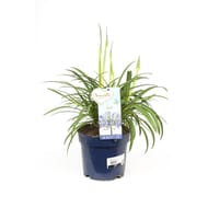 Agapanthe p17 bleu avec bouton / fleur