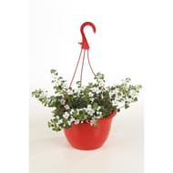 Bacopa pot suspension 25 cm