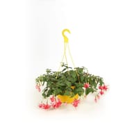 Fuschsia pot suspension diamètre 25 cm