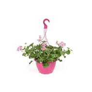 Geranium suspension de 25 cm