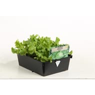 Salade batavia vert barq de 12